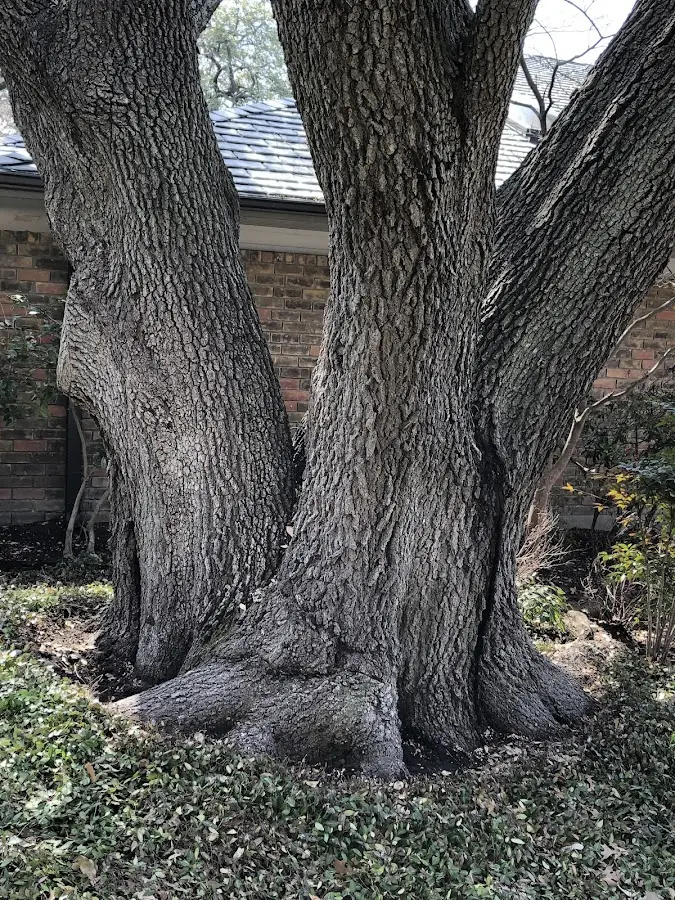 Mature heritage tree close to a Shiloh property cared for by certified arborists
